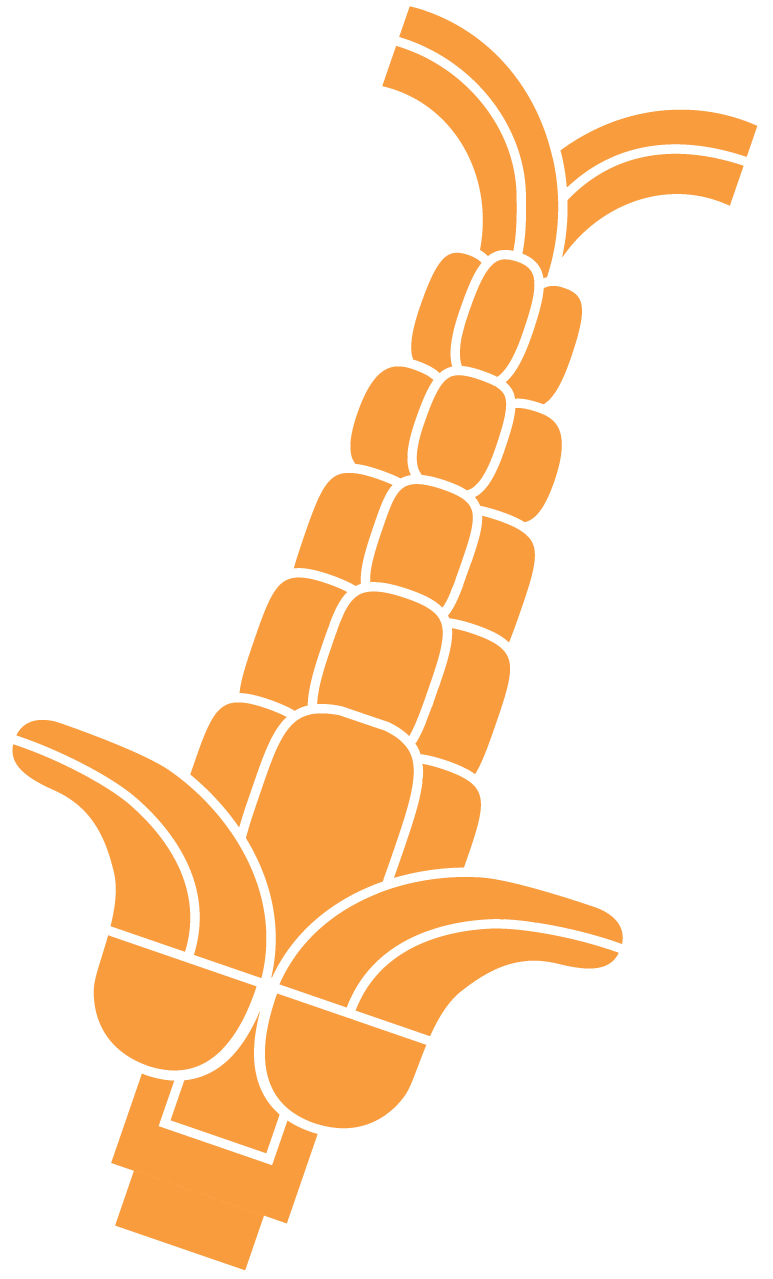 Corn Icon